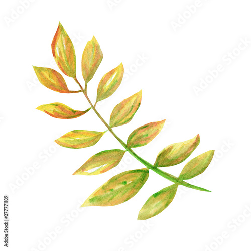 Autumn leaf isolated on a white background. Watercolor autumn leaf hand drawn illustration.