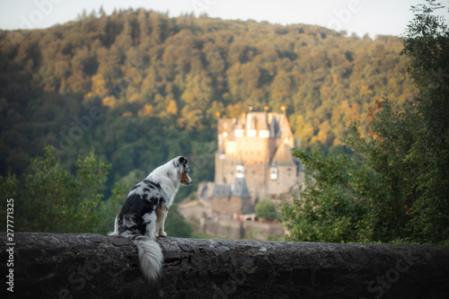 the dog at the castle. Travelling with a pet. Marble Australian shepherd on the background of architecture photo