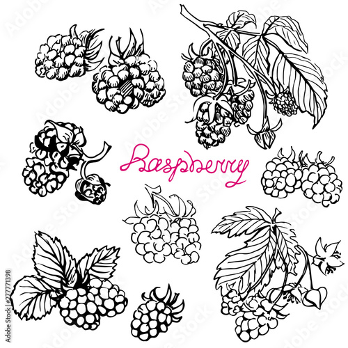 Raspberry. Hand drawn sketch black and white graphics elements