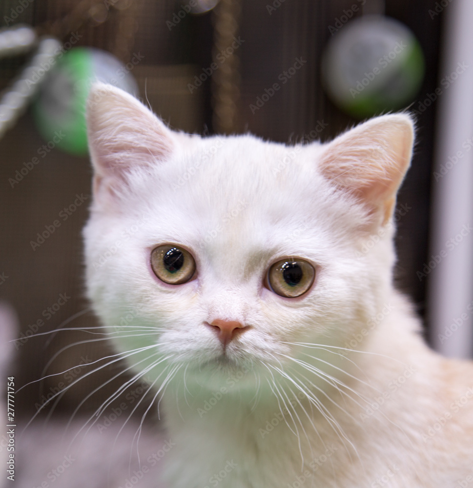 Portrait of cheerful joyful kitten breed Scottish Shorthair blue in silver. Selective focus. Pets Leisure Hobbies. Portrait of cheerful joyful kitten breed Scottish Shorthair blue in silver. Selective focus. Pets Leisure Hobbies.