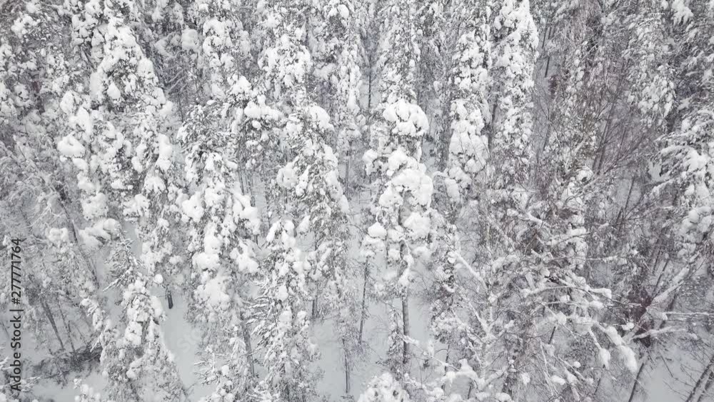Aerial view of slowly fying over snowy forest in Finland. Aerial view of slowly fying over snowy forest in Finland.