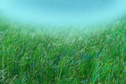 green grass background