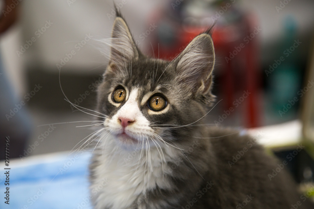 Portrait of cheerful joyful kitten Maine Coon long-haired. Selective, focus. Pets Leisure Hobbies.