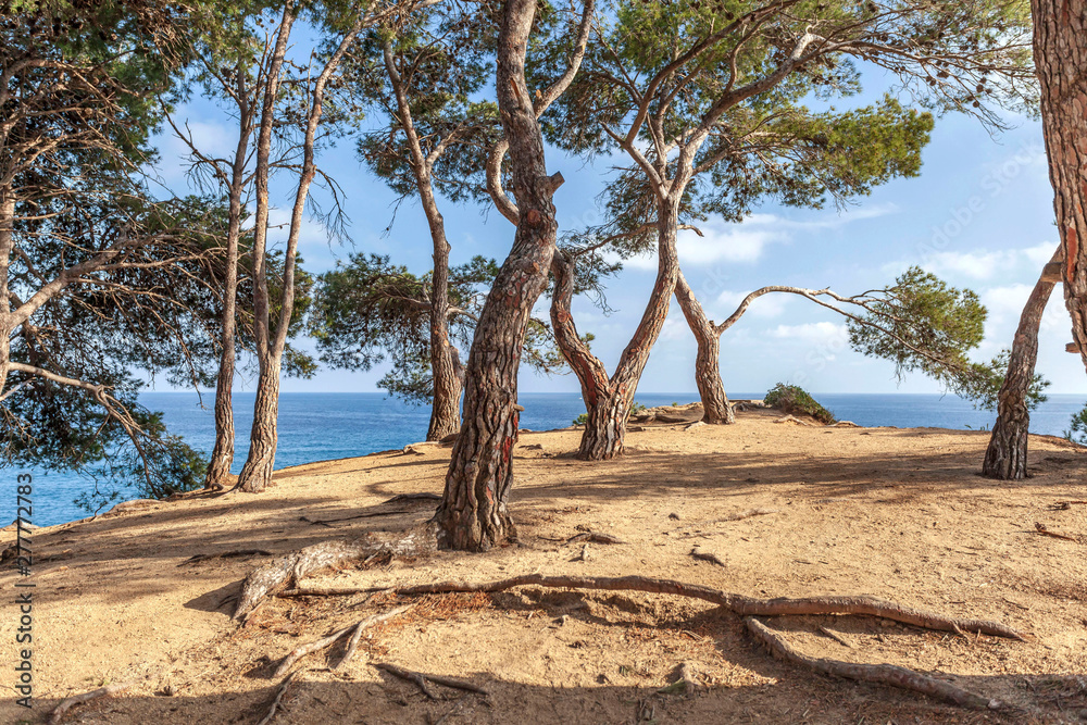 Typical mediterranean landscape with pines and sea in Lloret de Mar, Costa Brava, Catalonia, Spain. Typical mediterranean landscape with pines and sea in Lloret de Mar, Costa Brava, Catalonia, Spain.
