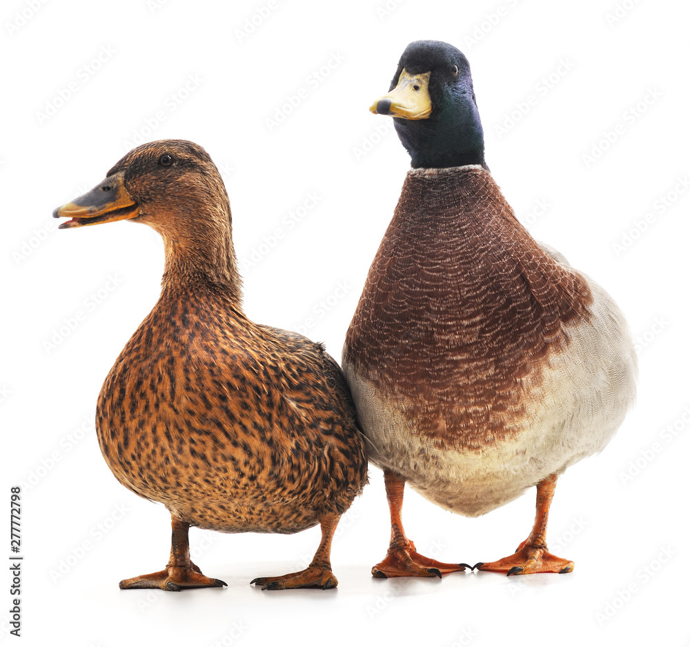 Two wild ducks. - obrazy, fototapety, plakaty 