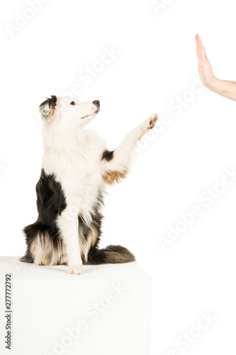 Australian Shepherd dog in white background giving a high five