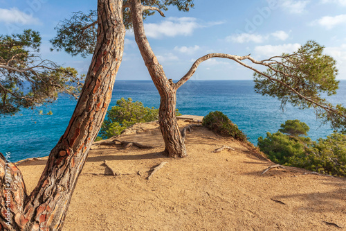 Typical mediterranean landscape with pines and sea in Lloret de Mar, Costa Brava, Catalonia, Spain.