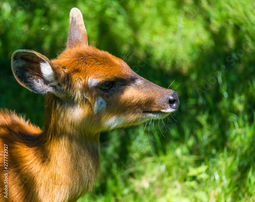 White-tailed deer, cute deer