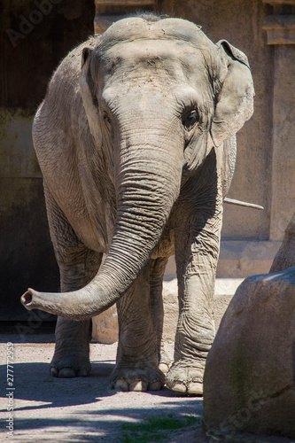 Closeup elephant taking a walk