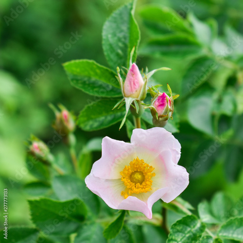 Wild rose flower. Rose hips bud. Bud blooming rose hips.