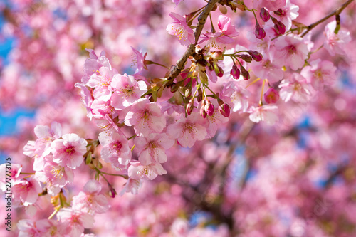 旧中川の河津桜　東京都江戸川区平井 photo