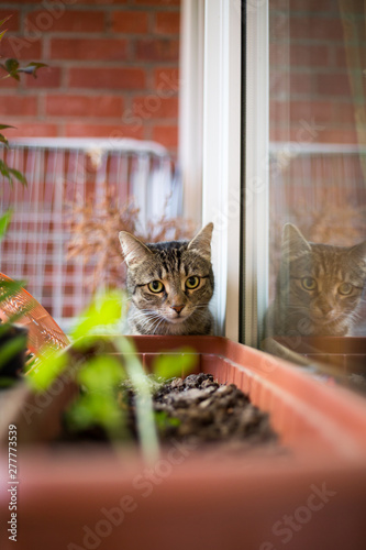 Funny cat looking at window