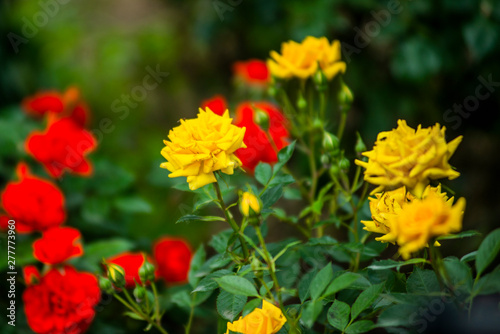 Bush of red, yellow roses flowers in garden © Pavel
