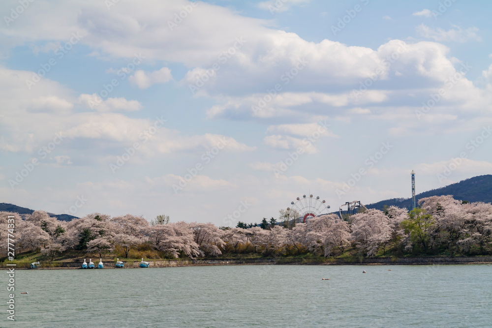Beautiful cherry tree blossom around the famous Bomun Lake