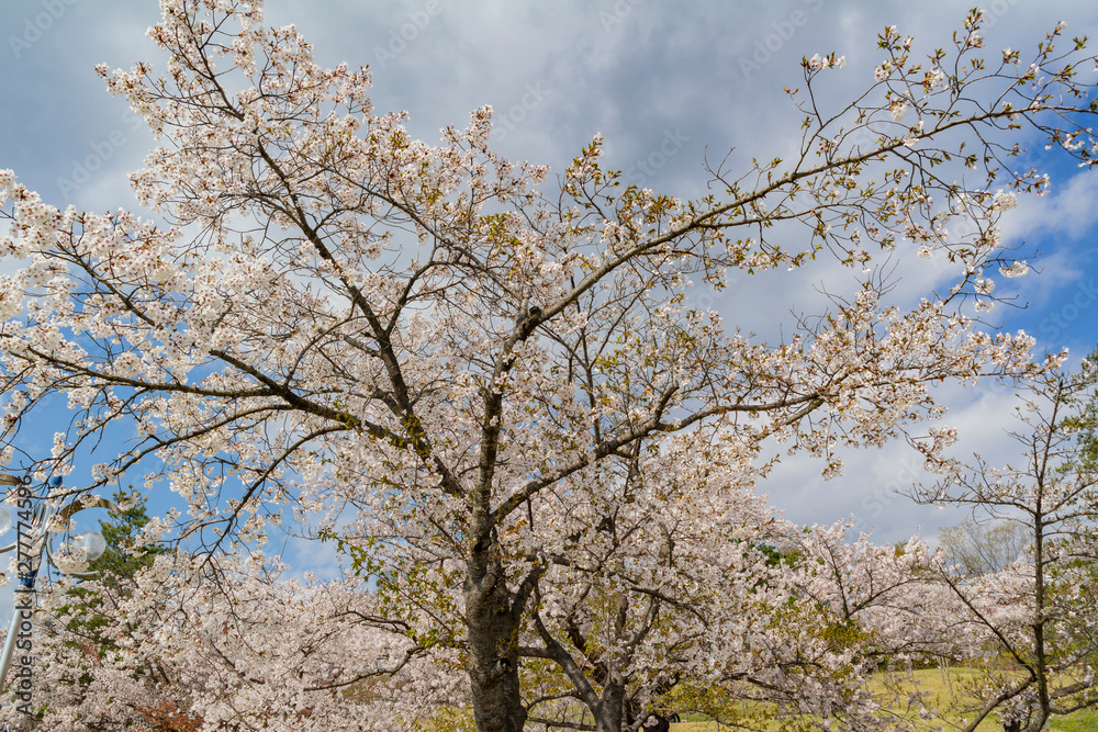 Beautiful cherry tree blossom around the famous Bomun Lake Beautiful cherry tree blossom around the famous Bomun Lake