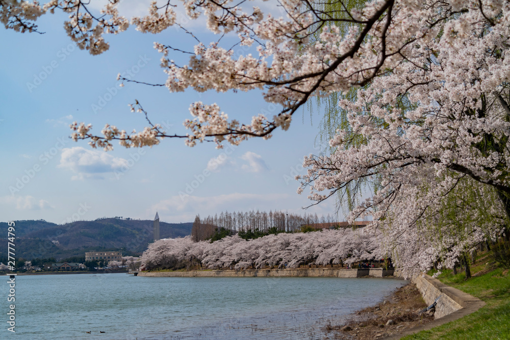 Beautiful cherry tree blossom around the famous Bomun Lake
