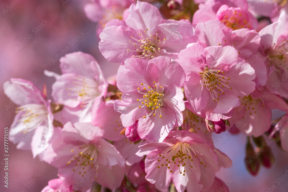 旧中川の河津桜 東京都江戸川区平井 旧中川の河津桜 東京都江戸川区平井