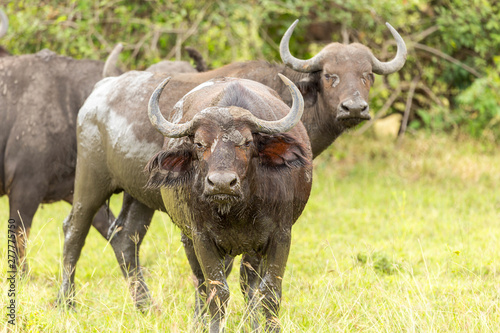 Fototapeta Naklejka Na Ścianę i Meble -  game reserve wildlife with buffalo one of the big five