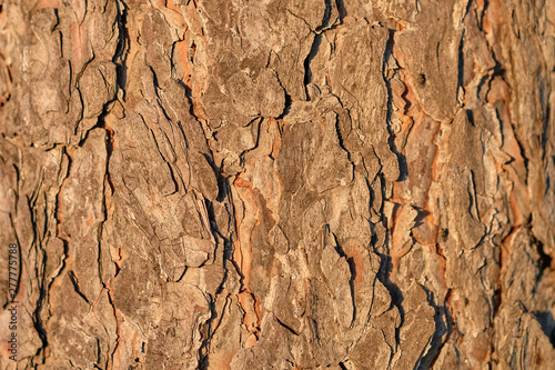 .Brown tree bark background texture
