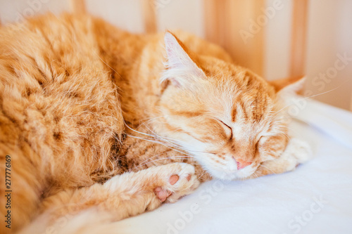 cute sleeping ginger cat at white bed. concept of calm and cozy comfort of pet. red cat sleeps.