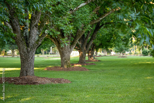 A row of mulched pecan trees in a park-like setting on a freshly mowed lawn of green grass.