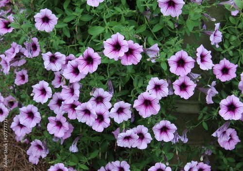 PRETTY PURPLE PETUNIA BLOOMS