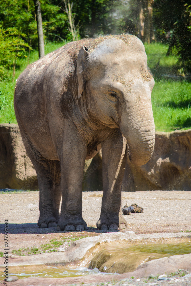 Closeup elephant taking a walk