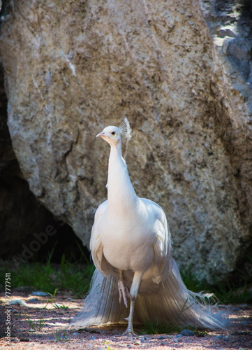 A beautiful albino peacock