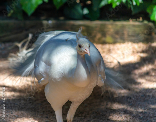  Close-up of a beautiful albino peacock