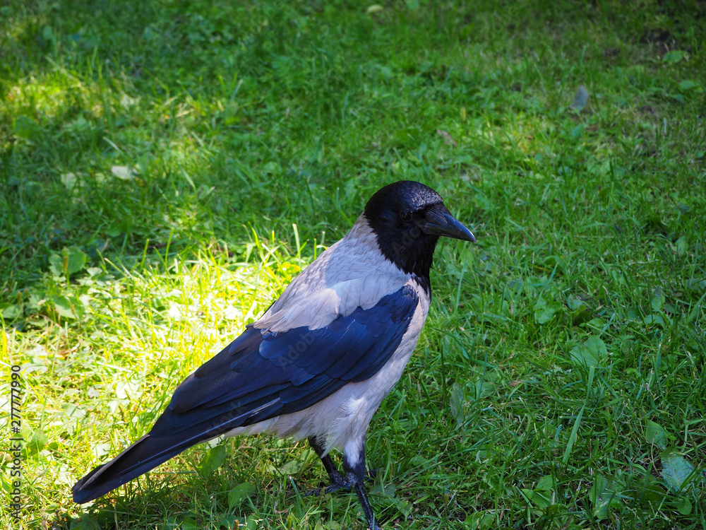 Portrait of big gray crow (Corvus) standing on the green grass in the sun light Portrait of big gray crow (Corvus) standing on the green grass in the sun light