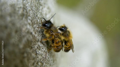 Footage of Bumblebees mating act, moving upwards on a rock