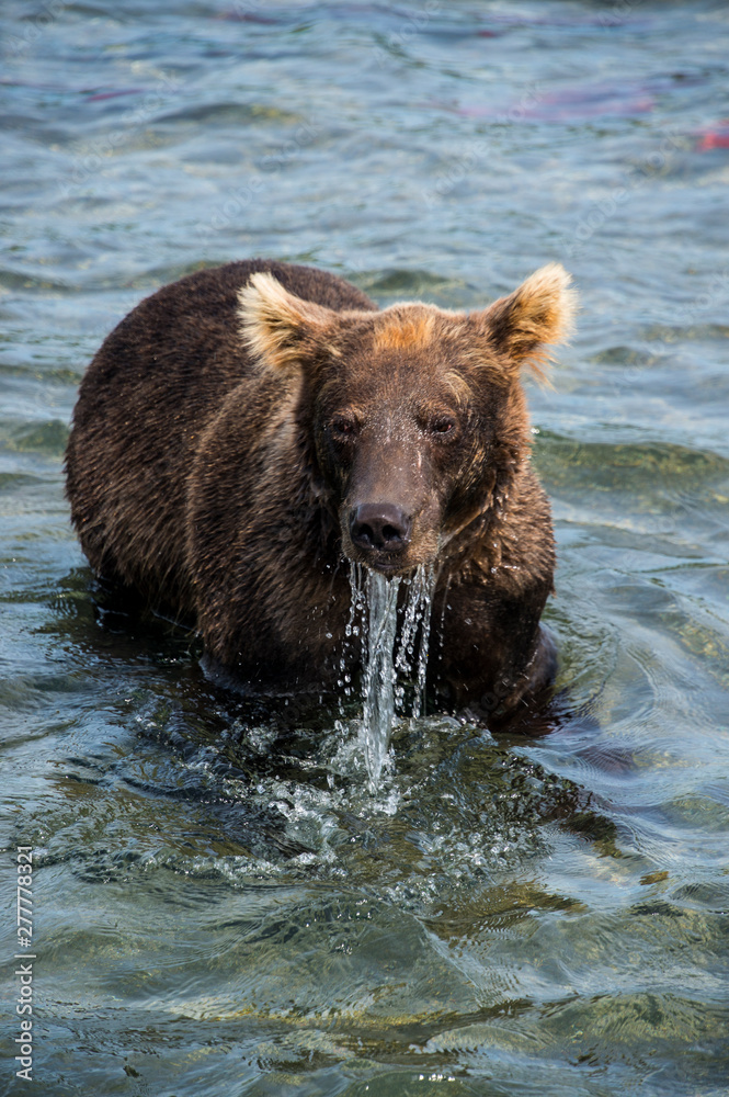 Russia, Kamchatka, Kurile lake, Kamchatka brown bears Ursus arctos beringianus Russia, Kamchatka, Kurile lake, Kamchatka brown bears Ursus arctos beringianus