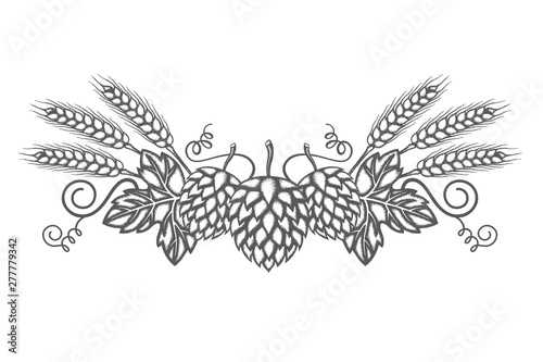 illustration of hop and barley for brewing isolated on white background