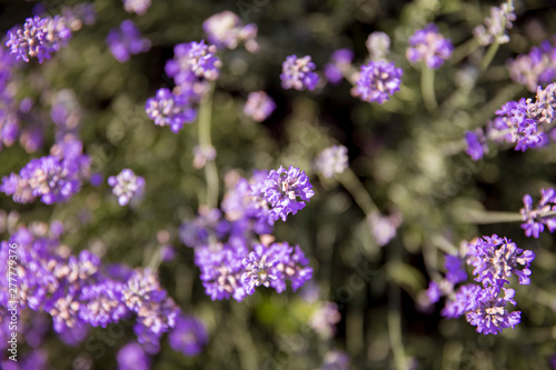 bee on flower