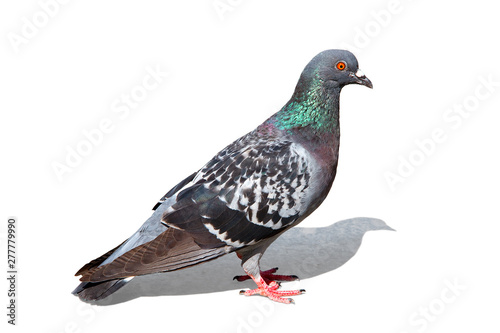 colorful pigeon