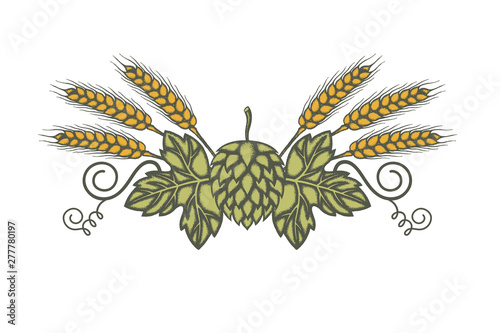 illustration of hop and barley for brewing isolated on white background