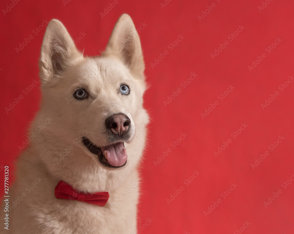 Funny lovely siberian husky dog wearing red bow tie isolated against red background. Dog looks right. Copy space