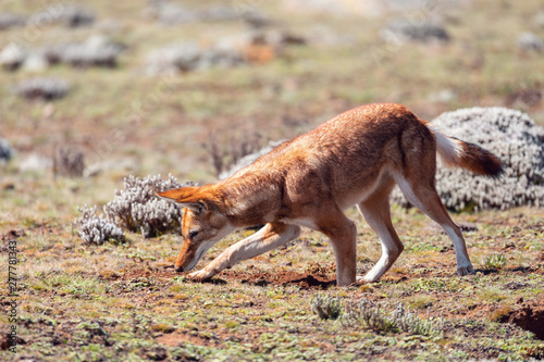 Rare and endemic ethiopian wolf, Canis simensis, hunts in nature habitat. Sanetti Plateau in Bale mountains, Africa Ethiopian wildlife. Only about 440 wolfs survived in Ethiopia photo