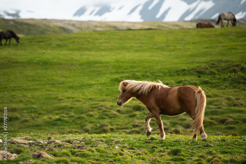 Beautiful brown icelandic horse walking on green grass Beautiful brown icelandic horse walking on green grass