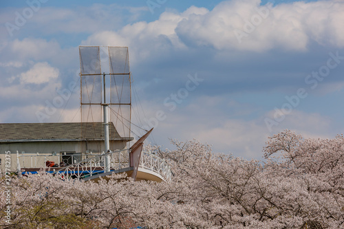 Beautiful cherry tree blossom around the famous Bomun Lake photo