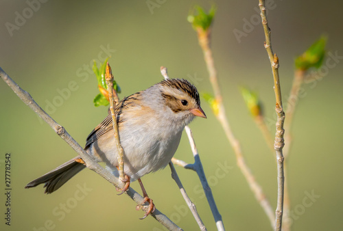 Clay-colored Sparrow (Spizella pallida)