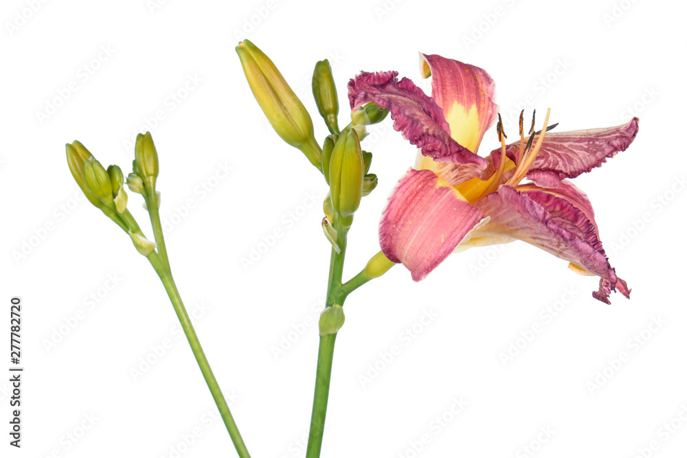 Daylily (Hemerocallis) flower close-up isolated on white background. Cultivar with pink and yellow flower