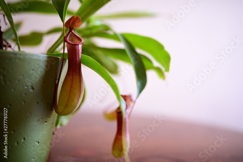 Nepenthes photo