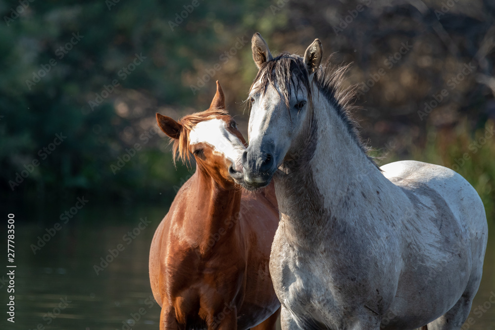 Obraz premium Band of wild horses at Salt River, Arizona