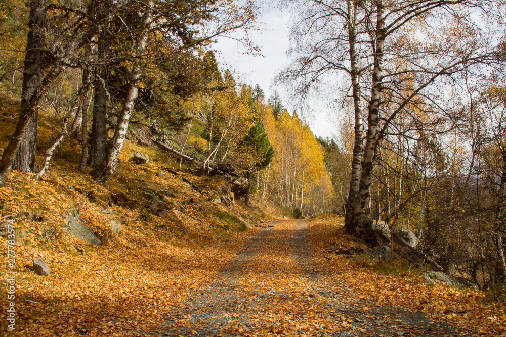 Obraz premium Road to autumn.