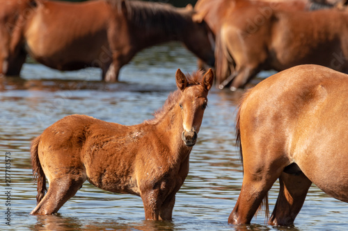 band of wild horses at Salt River  Arizona with babies