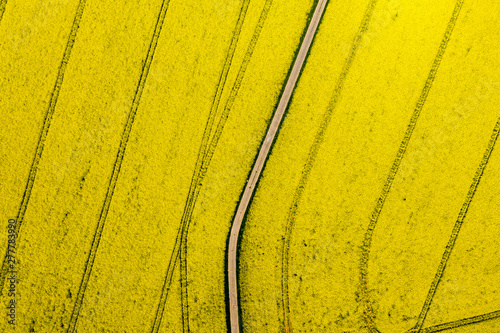 Aerial view of rape fields near Usingen, Hesse, Germany photo