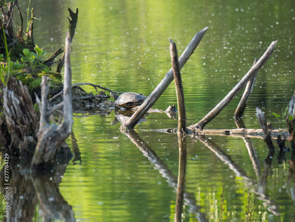 Naklejka premium Red-eared slider turtle with Trachemys scripta elegans stand on tree root on green pond water with dry logs. Golden hour light