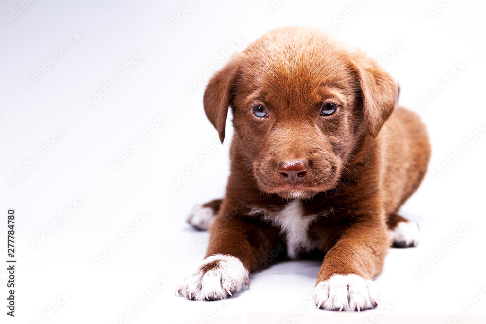 cute brown puppy on white background cute brown puppy on white background