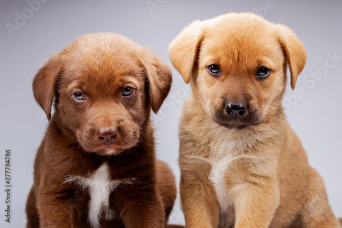 cute puppies on white background
